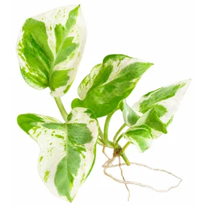 Pearls and Jade Cutting WITH ROOTS