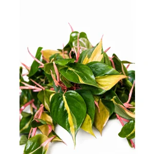 Brasil Philodendron Cutting