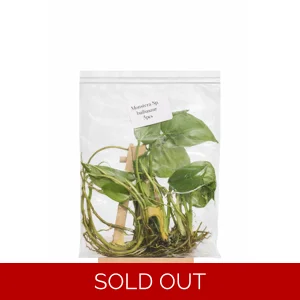 Bulbasaur Tissue Culture