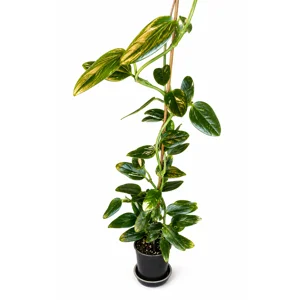 Monstera Cobra Variegated Cutting