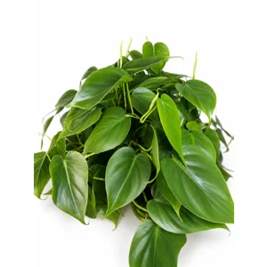 Heartleaf Philodendron Cutting
