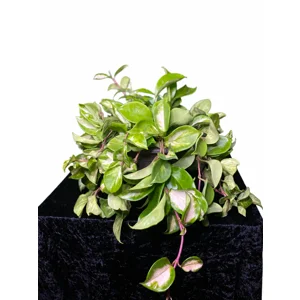 Krimson Princess Hoya Cutting
