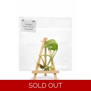 Monstera Marilyn Tissue Culture