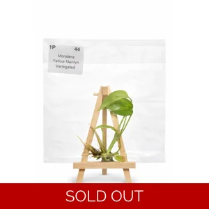 Monstera Marilyn Tissue Culture