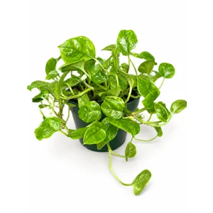 Lemon Meringue Pothos Cutting