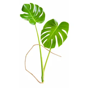 Monstera Borsigiana Cutting