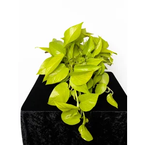 Neon Pothos Cutting