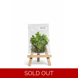 Philodendron Red Congo Tissue Culture