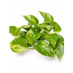 Golden Pothos Cutting