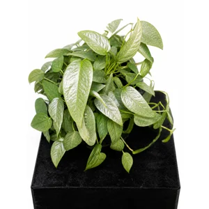 Cebu Blue Pothos Cutting