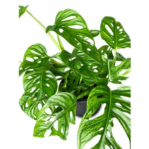 Swiss Cheese Monstera Adansonii Cutting (Wide Form)