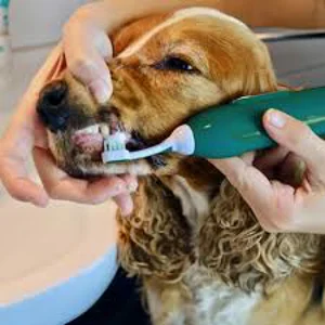 Special Offer (During Grooming Appointment)