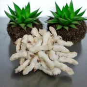 Rabbit Feet 100g
