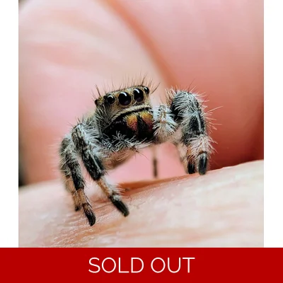 Phidippus Regius Apalachicola