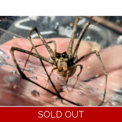 Ogre Faced Spider unsexed