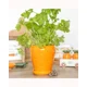 Carrot Shaped Plant Pot with Parsley Seed Balls