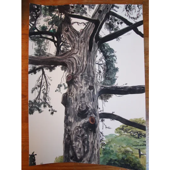 Tree Study #6 - Original Watercolour Painting on Paper