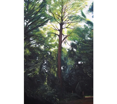 Tree at Quarr - Giclee Print
