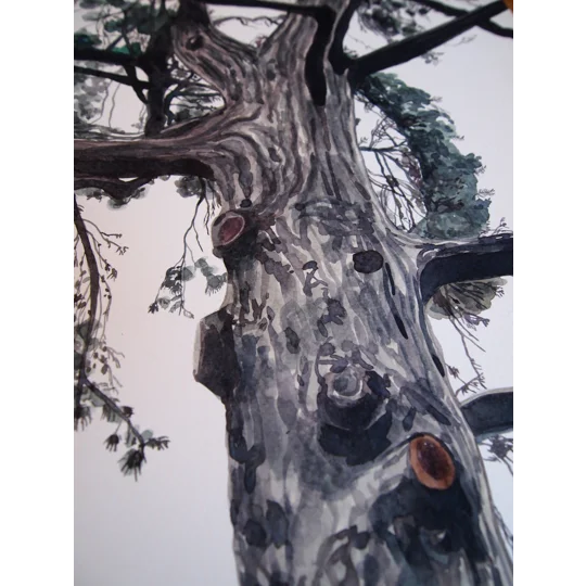 Tree Study #6 - Original Watercolour Painting on Paper
