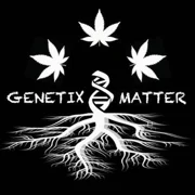 Automatic Bang Reloaded (Platinum Oreoz #7 × Black Powdered) {Fems}