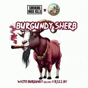 Burgundy Sherb (White Burgandy × RS11 BX)