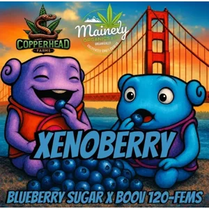 Xenoberry (Blueberry Sugar × Boov #120) {Fems}