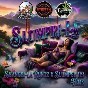 Slumpri-La (Shangri-La Runtz #29 × Slumper #119) {Fems}
