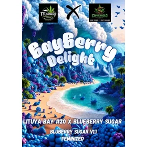 BayBerry Delight (Lituya Bay #20 × Bluberry Sugar) {Fems}