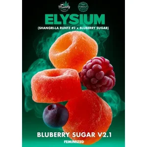 Elysium (Shangri-La Runtz #29 × Bluberry Sugar) {Fems}