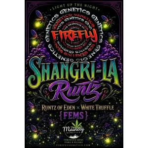 Shangri-La Runtz (Runtz Of Eden × White Truffle) {Fems}