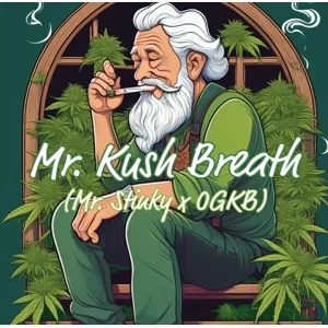 Mr. Kush Breath (Mr. Stinky × OG Kush Breath) {Fems}