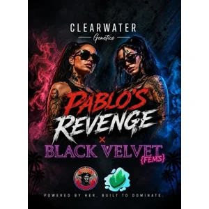 Pablo's Revenge × Black Velvet {Fems}