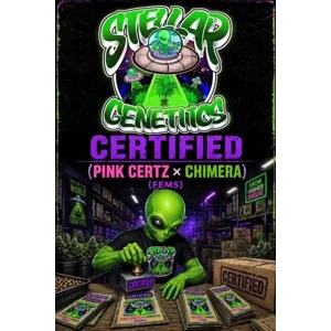 Certified (Pink Certz × Chimera) {Fems}