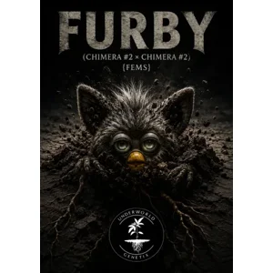 Furby (Chimera #2 × Chimera #2) {Fems}