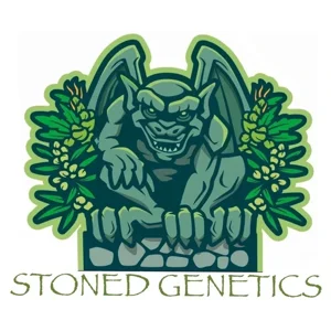 Stoned Puta (SFV OG × Puta Breath)