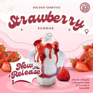 Strawberry Sundae ({Sherb x Runtz x Strawberries & Cream} x StrawbZ)) {Fems}