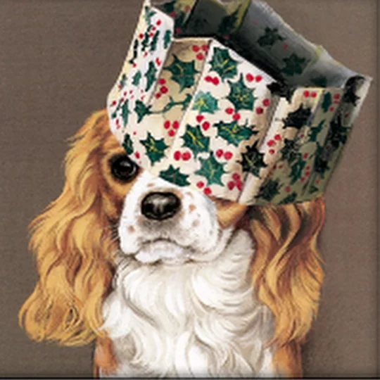 King Charles Spaniel