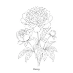 Beautiful Blooms Colouring Book