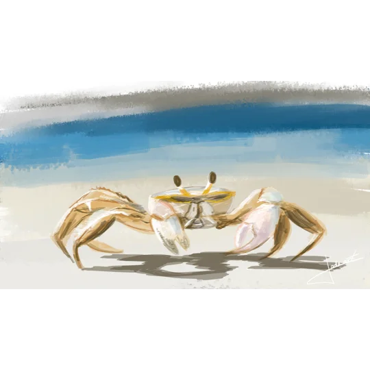Carte Postale Crabe