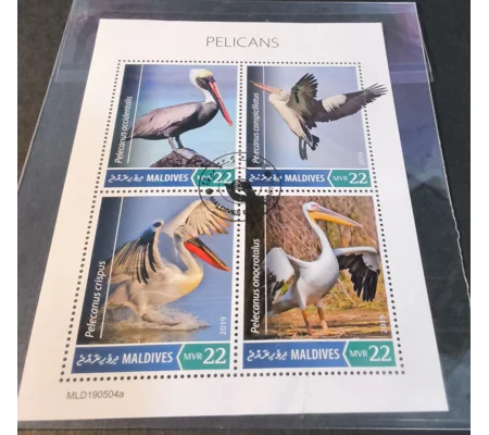 Maldives 2019 Pelicans MS