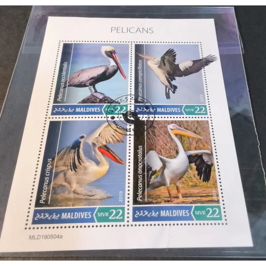 Maldives 2019 Pelicans MS