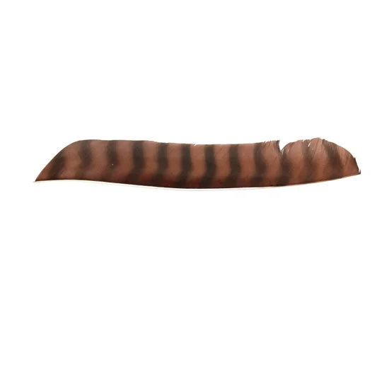 Barred full length feather fletchings
