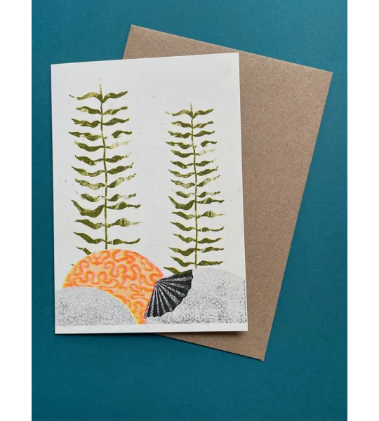 Kelp