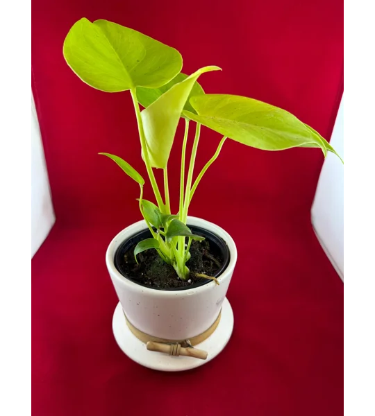 Monstera ‘Lemon Lime’ Deliciosa 4