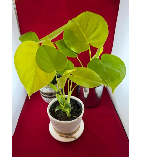 Monstera ‘Lemon Lime’ Deliciosa 4