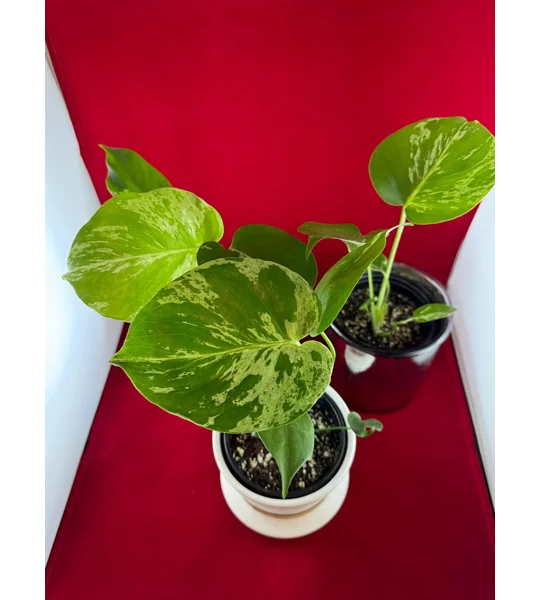 Monstera Bulbasaur Variegated 4
