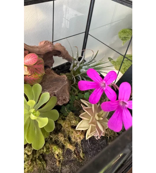 Butterwort - Pinguicula ‘Estrellita’ - Carnivorous Plant Start
