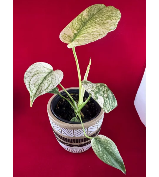 4” Monstera Deliciosa ‘White Monster’ (Very High Color)