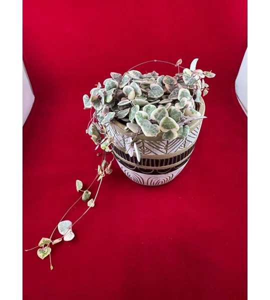 Variegated String Of Hearts - Ceropegia woodii - Potted Plant