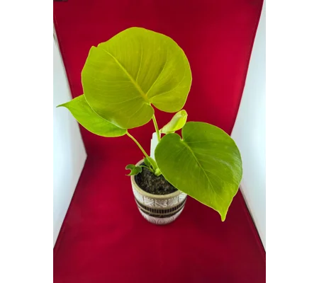 Monstera ‘Lemon Lime’ Deliciosa 4
